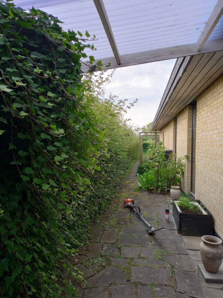 Smal flisegang langs et hus i Bjerringbro med en høj hæk under klipning