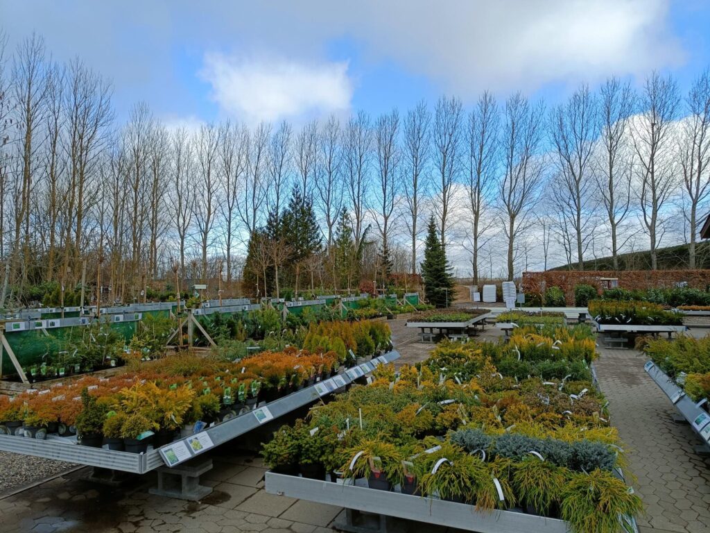 Salgsborde med nåletræer og stedsegrønne planter i planteskolen