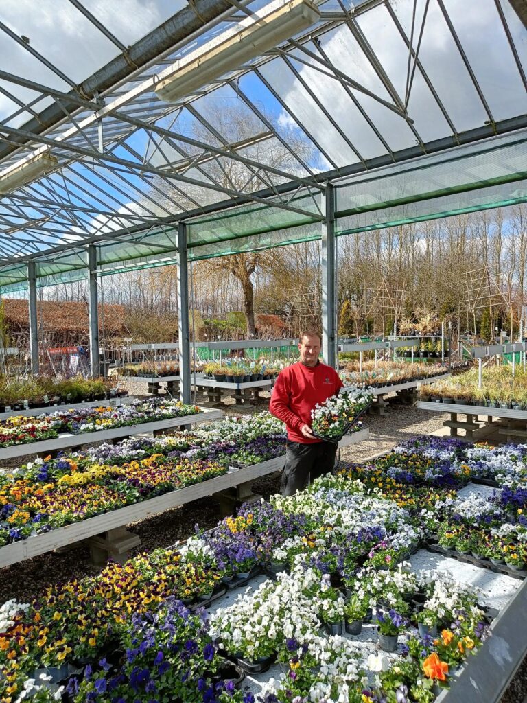 Medarbejder med en bakke stedmoderblomster i drivhuset