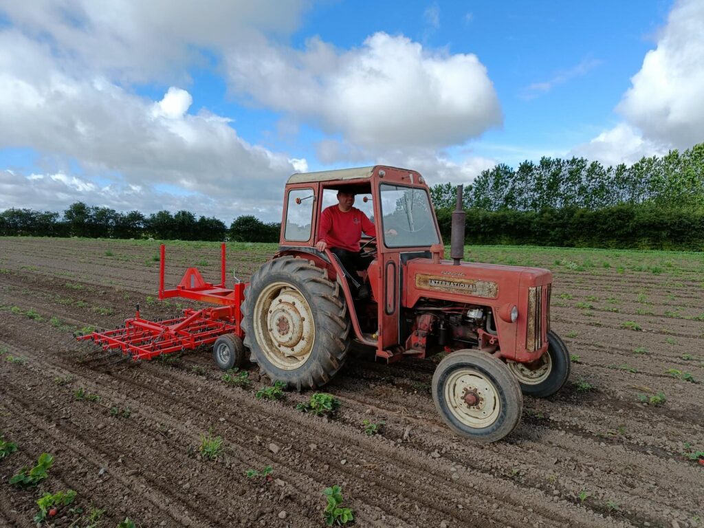 Traktor harver mellem jordbærplanterne på Ellengaards mark