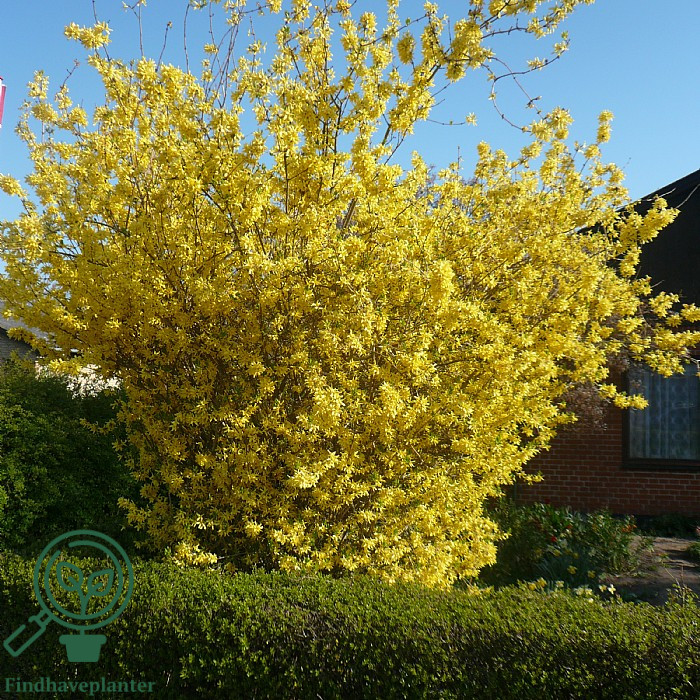 Stor forsythia i fuld gul blomst foran et murstenshus
