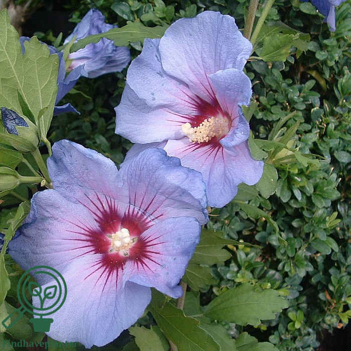 Hibiscus med lyslilla blomster med mørkerødt øje