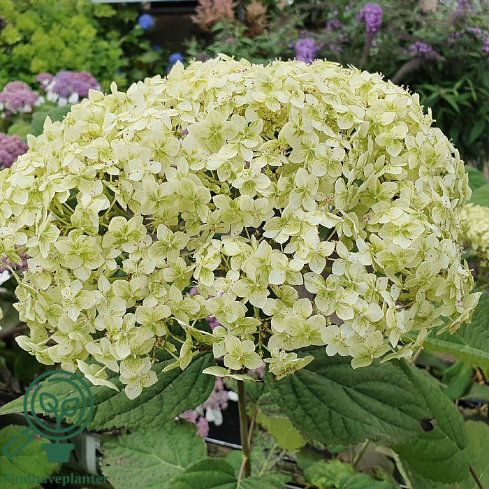 Hortensia 'Annabelle' med stor, kuplet lysegrøn-hvid blomsterstand