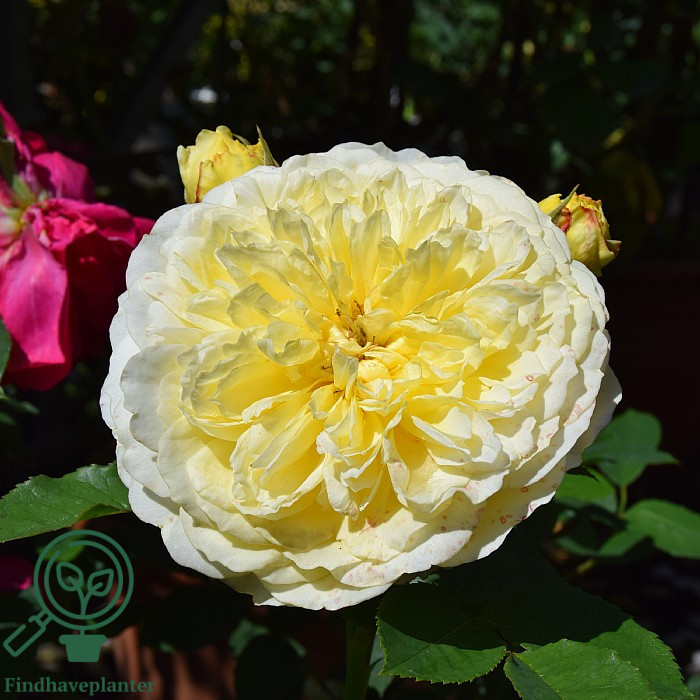 Fyldt, cremegul rose i blomst