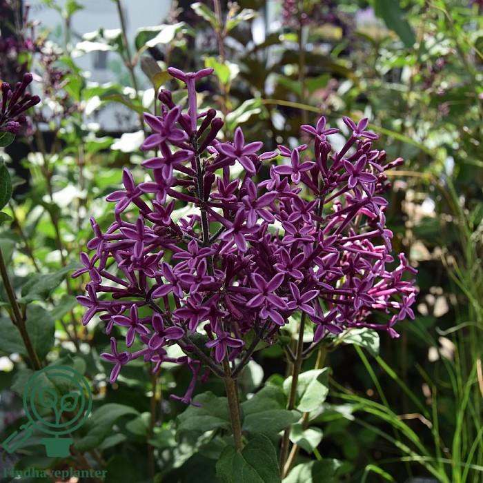 Syren med mørkviolette blomsterklaser