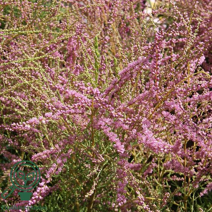 Tamarisk med lyserøde blomsteraks