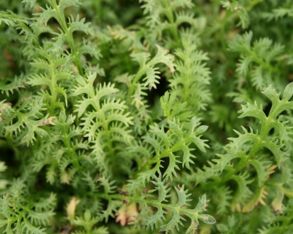 Trædebregne (Leptinella squalida)