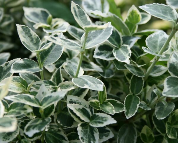 Krybende benved (Euonymus ‘Emerald Gaity’)