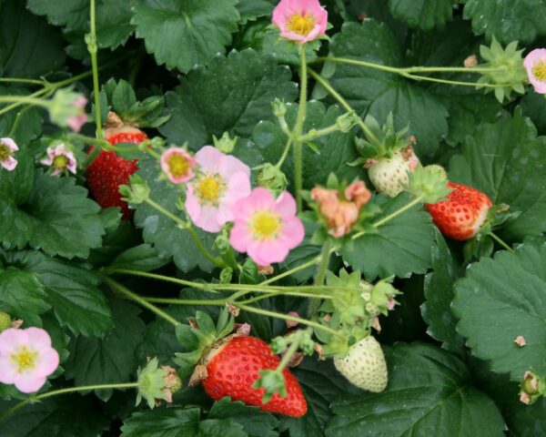 Prydjordbær (Fragaria ‘Pink’)
