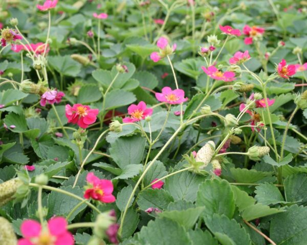 Prydjordbær (Fragaria ‘Deep Rose’)