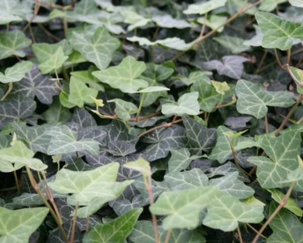Efeu, småbladet (Hedera helix ‘Hevil’)