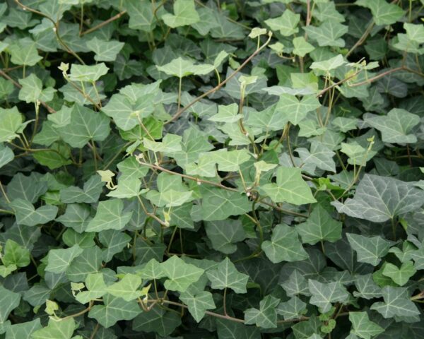 Efeu, Storbladet efeu (Hedera hibernica ‘Hardy Cover’)