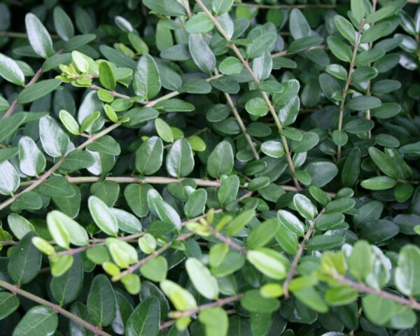 Myrte-gedeblad (Lonicera nitida ‘Elegant’)