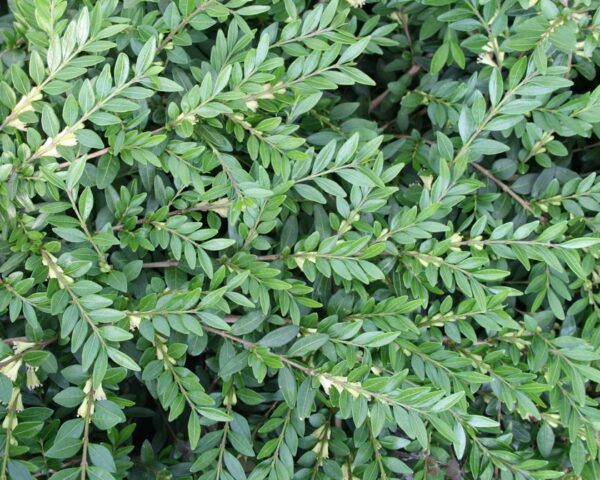 Myrtegedeblad, Liguster-gedeblad (Lonicera pileata)