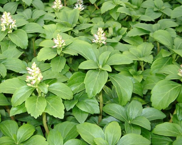 Vinterglans (Pachysandra ‘Green Carpet’)
