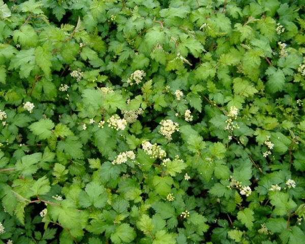 Kranstop (Stephanandra incisa ‘Crispa’)