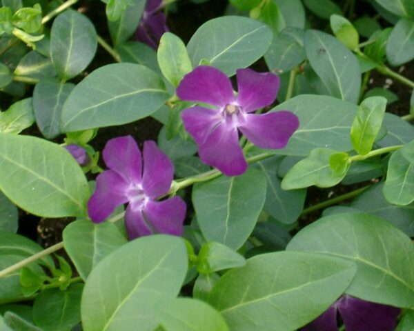 Vintergrøn lilla (Vinca minor ‘Rubin’)