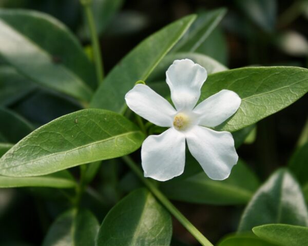 Vintergrøn, Hvid vintergrøn (Vinca minor ‘Alba’)