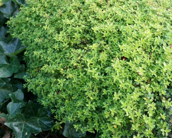 Timian, Citron-timian (Thymus citriodorus ‘Aureus’)