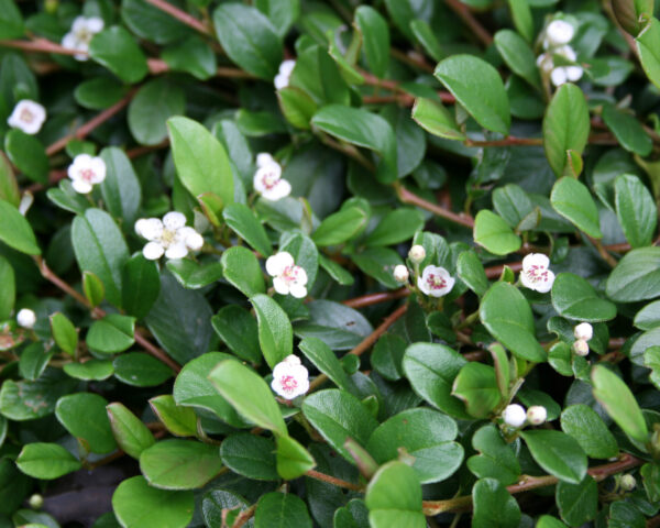 Dværgmispel krybende (Cotoneaster ‘Rami’)
