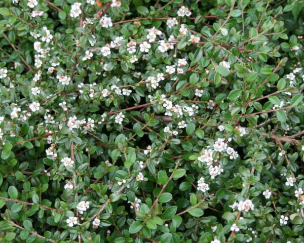Dværgmispel (Cotoneaster ‘Coral Beauty’)
