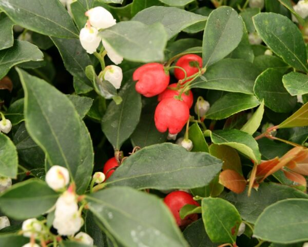 Krybende bjergte (Gaultheria procumbens ‘Red Baron’)