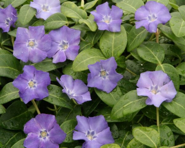 Vintergrøn (Vinca minor)