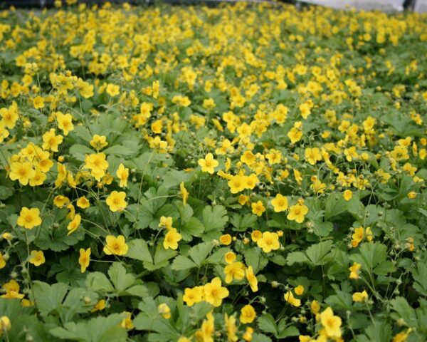 Guldjordbær (Waldsteinia ternata)