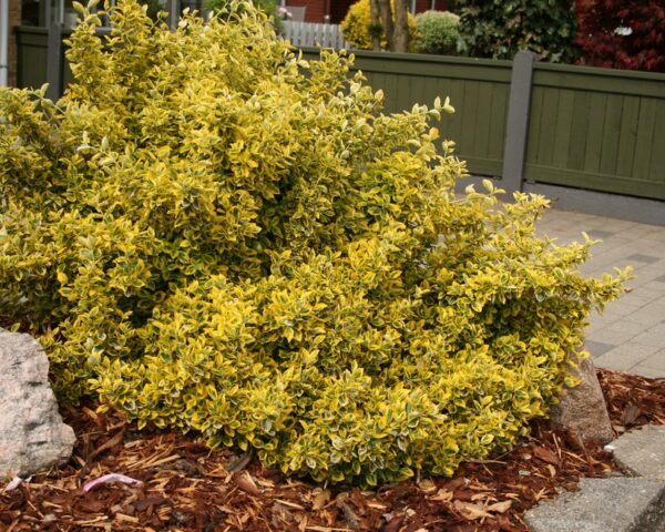 Krybende benved (Euonymus ‘Emerald Gold’)