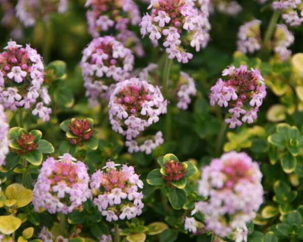 Timian, Citron-timian (Thymus citriodorus ‘Doone Valley’)