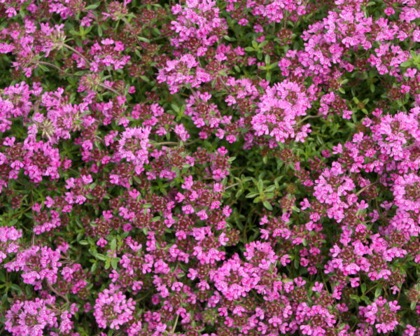 Timian Smalbladet / Krybende (Thymus praecox ‘Coccineus’)