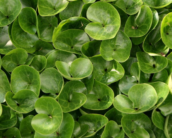 Hasselurt (Asarum europaeum)