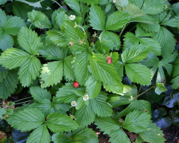 Skovjordbær (Fragaria ‘Rügen’)