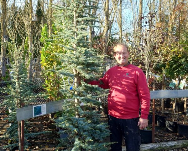 Atlasceder (Cedrus atlantica)