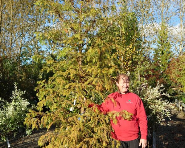 Vandgran (Metasequoia glyptostroboides)