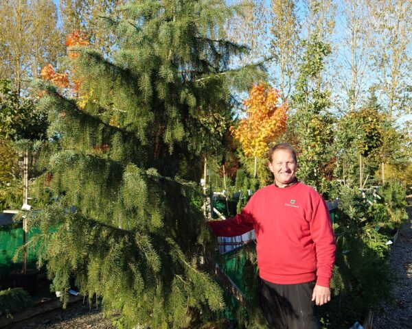 Sørgegran (Picea breweriana)