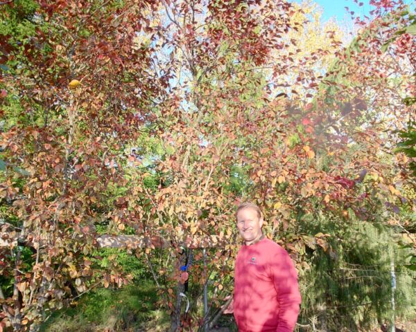 Paradisæble ‘Rudolph’ (Malus hybrid)