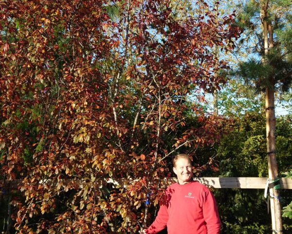 Paradisæble ‘Rudolph’ (Malus hybrid)