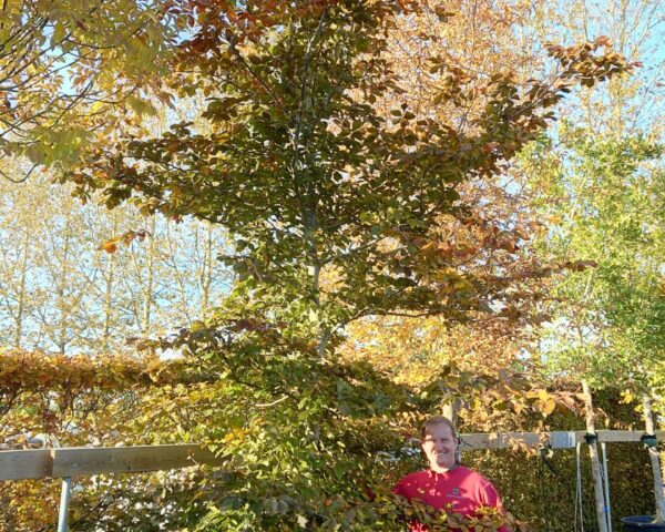Rødbøg (Fagus sylvatica ‘Purpureum’)