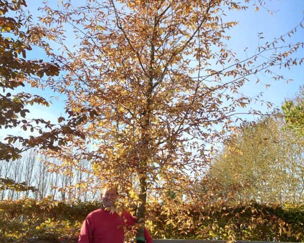 Avnbøg (Carpinus betulus)