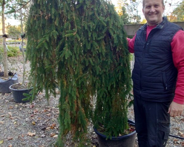 Hængegran (Picea abies ‘Frohburg’)