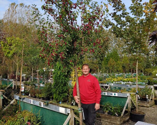 Paradisæble ‘Red Sentinel (Malus robusta)