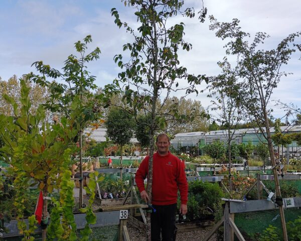 Paradisæble ‘Street Parade’ (Malus baccata)