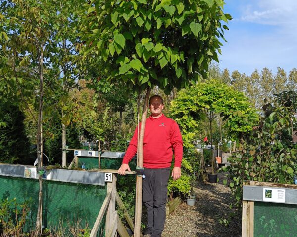 Opstammet Trompetkrone (Catalpa bignonioides)