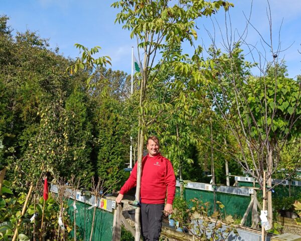 Valnød (Juglans regia)