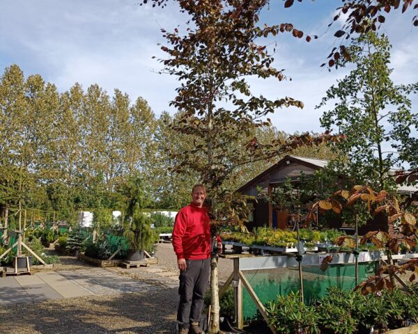 Rødbøg (Fagus sylvatica ‘Purpureum’)