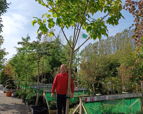 Gulbladet Trompetkrone (Catalpa bignonioides ‘Aurea’)