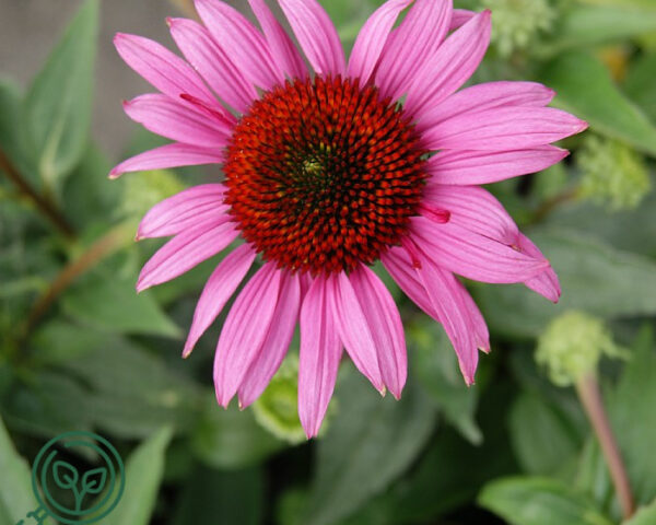 Pink purpursolhat 'Little Magnus'